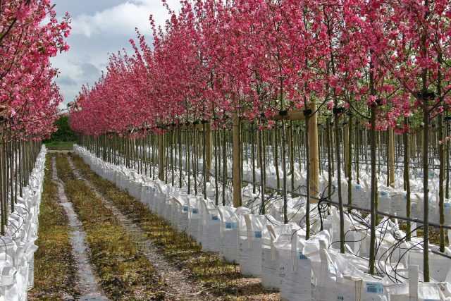 How big are Barcham trees? - Barcham Trees