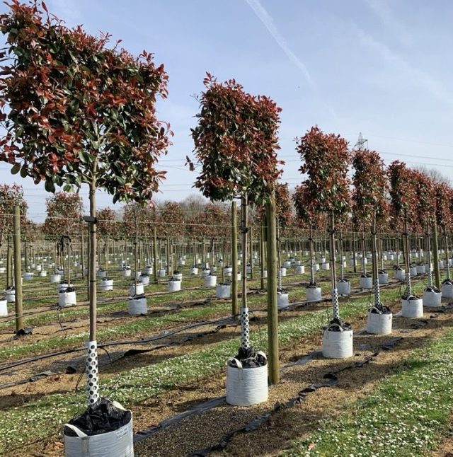 Rows of pleached trees in white containers, with stems protected by rabbit guards.