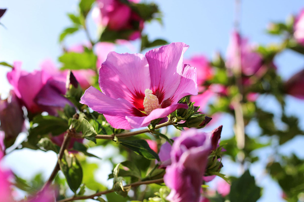 Hibiscus syriacus violet flowers in detail
