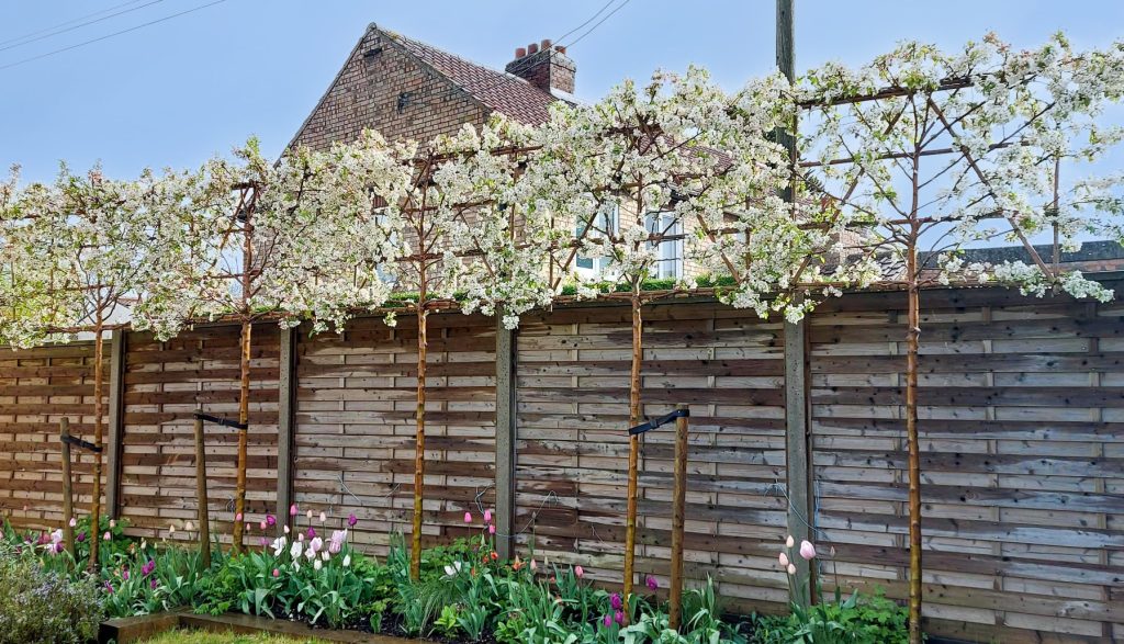 Crab Apple Flowering Pleached Trees