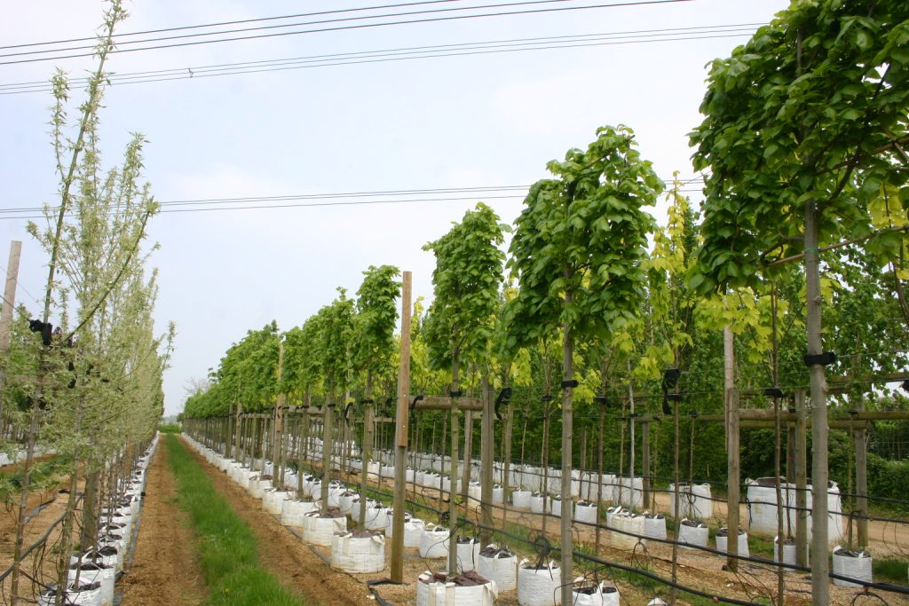 Tilia Euchlora - pleached