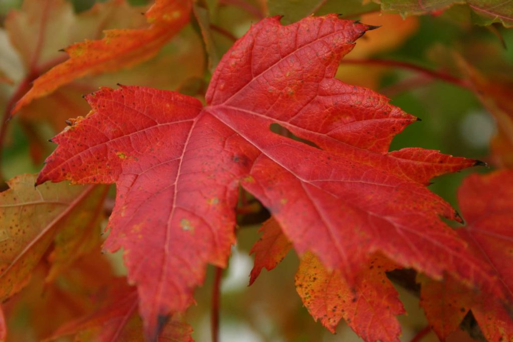 Autumn Blaze in detail