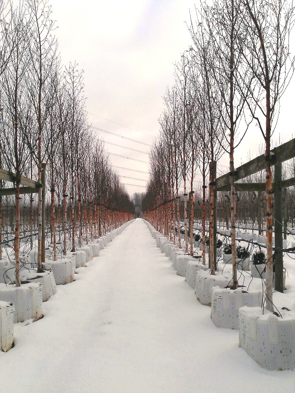 Chinese Red Birch trees in winter