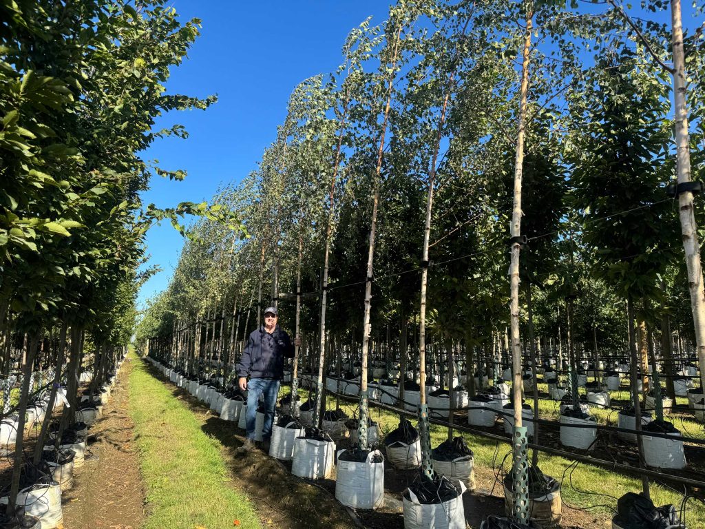 A row of Betula pendula (Silver Birch) trees