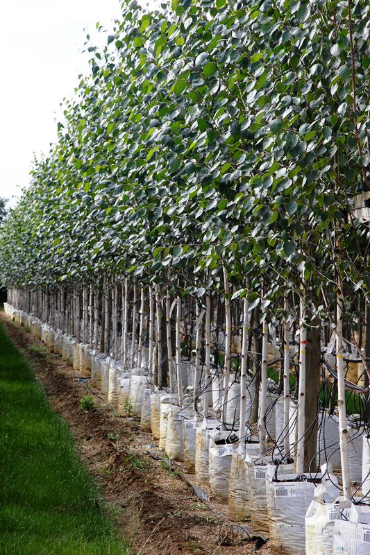 A row of Betula utilis Jacquemontii (Himalayan Birch)