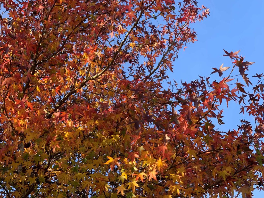 Sweet Gum Worplesdon in autumn
