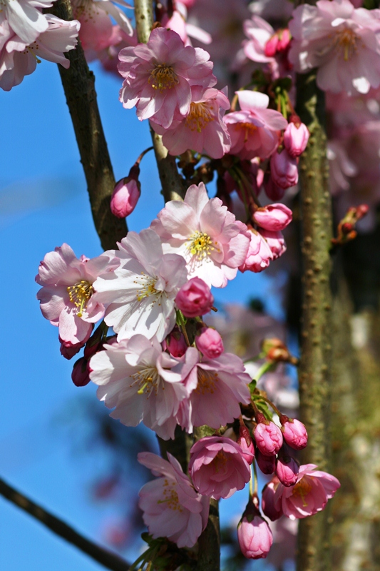 Prunus Accolade blossom in detail