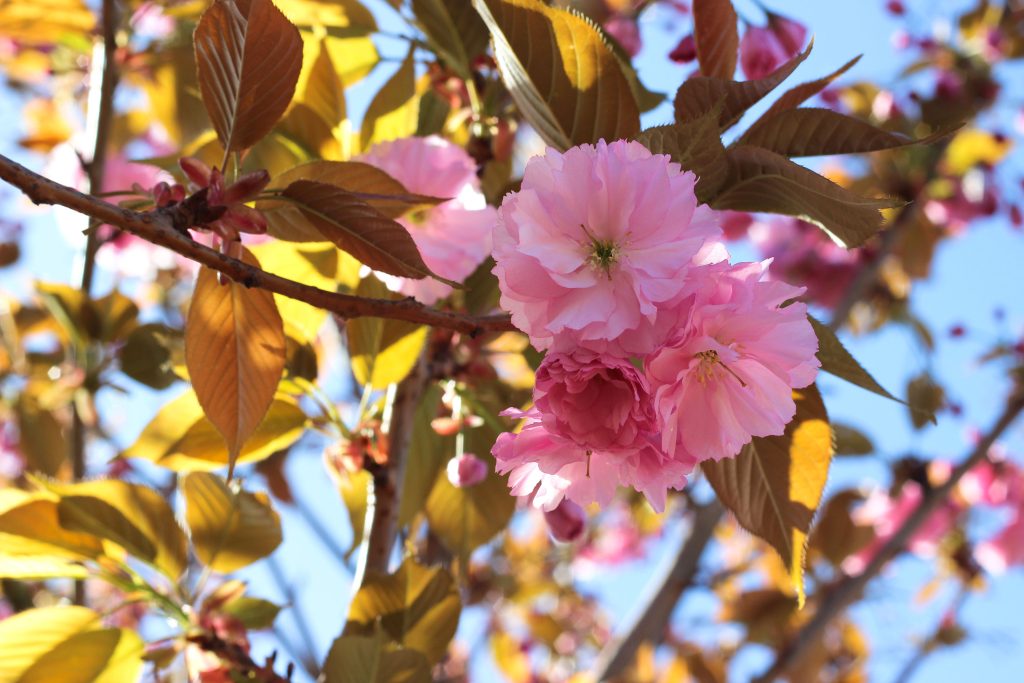 Close-up of Prunus Kanzan blossom