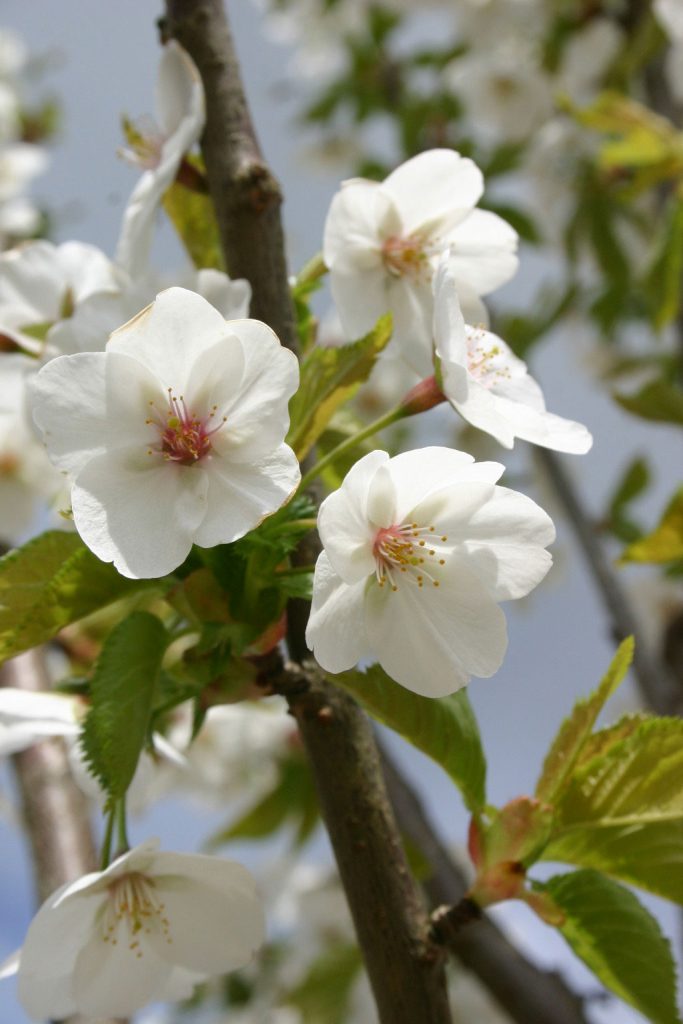 Prunus Umineko flowers in detail