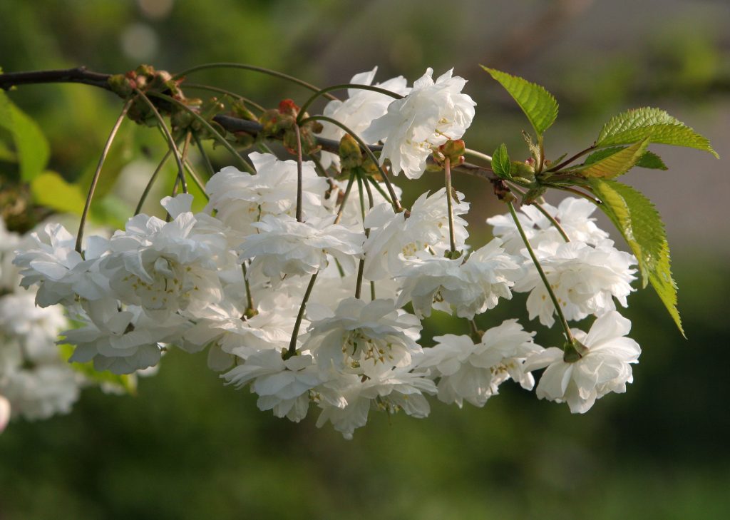 Spring flowering cherry tree close-up