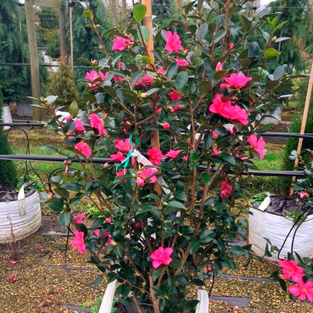 Camellia sasanqua Cleopatra - Yuletide