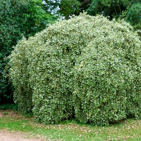 Ilex aquifolium Argentea Marginata - Silver-edged Holly