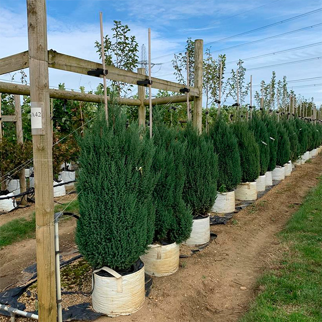 Juniperus chinensis Stricta