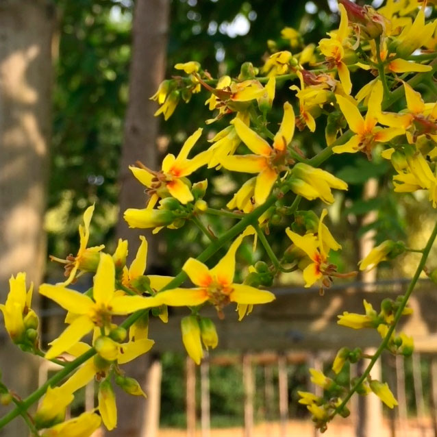 Yellow summer flowers of Koelreuteria paniculata
