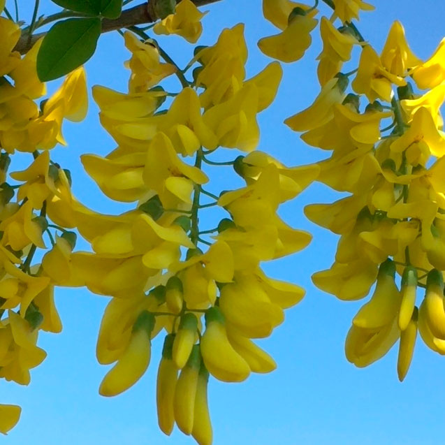 The yellow flower of Laburnum Vossii in detail.