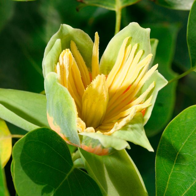 Close-up of Liriodendron tulipifera flower in detail