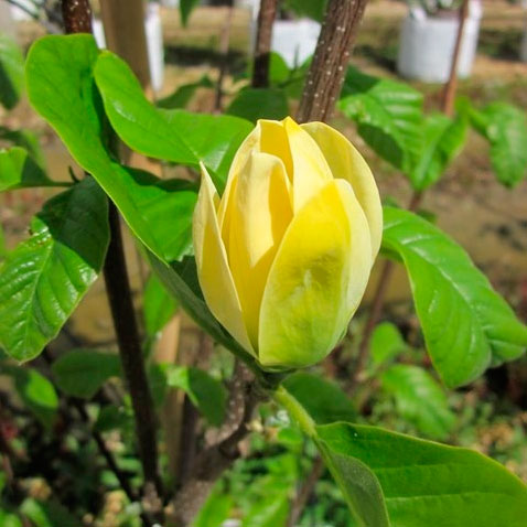 Close-up of Magnolia x brooklynensis Yellow Bird blossom