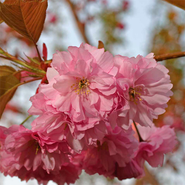 Prunus serrulata Kanzan
