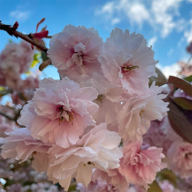 Prunus Shirofugen flowers in detail
