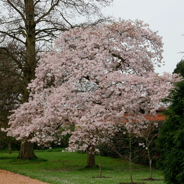 Prunus x yedoensis Yoshino Cherry