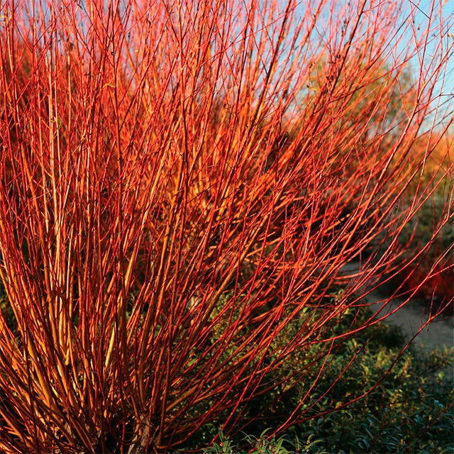 Close-up of bright red stems in winter