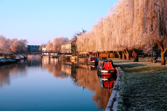 The elegant, cascading form in full leaf, showing the golden hue