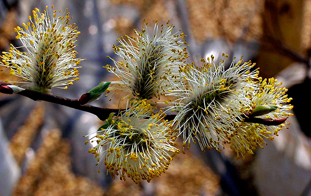 Close-up of the fuzzy silver/yellow catkins