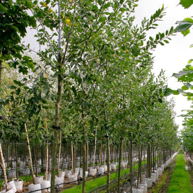 Salix daphnoides - Violet Willow