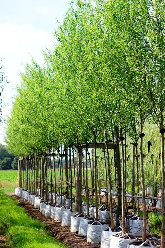 Salix matsudana Tortuosa