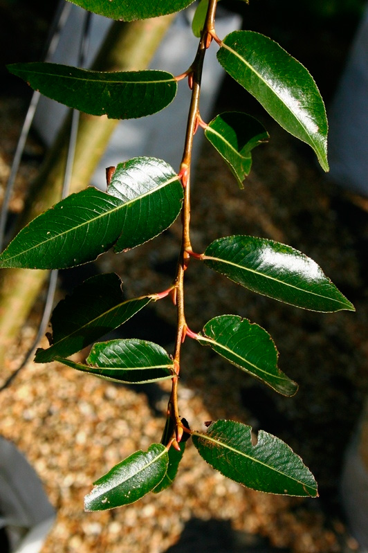 Close-up of the glossy, dark green leaves.