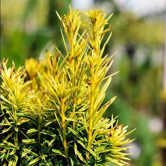 Taxus baccata Fastigiata Aureomarginata