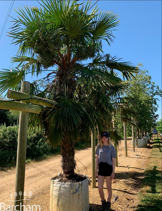 Trachycarpus fortunei Chusan Palm