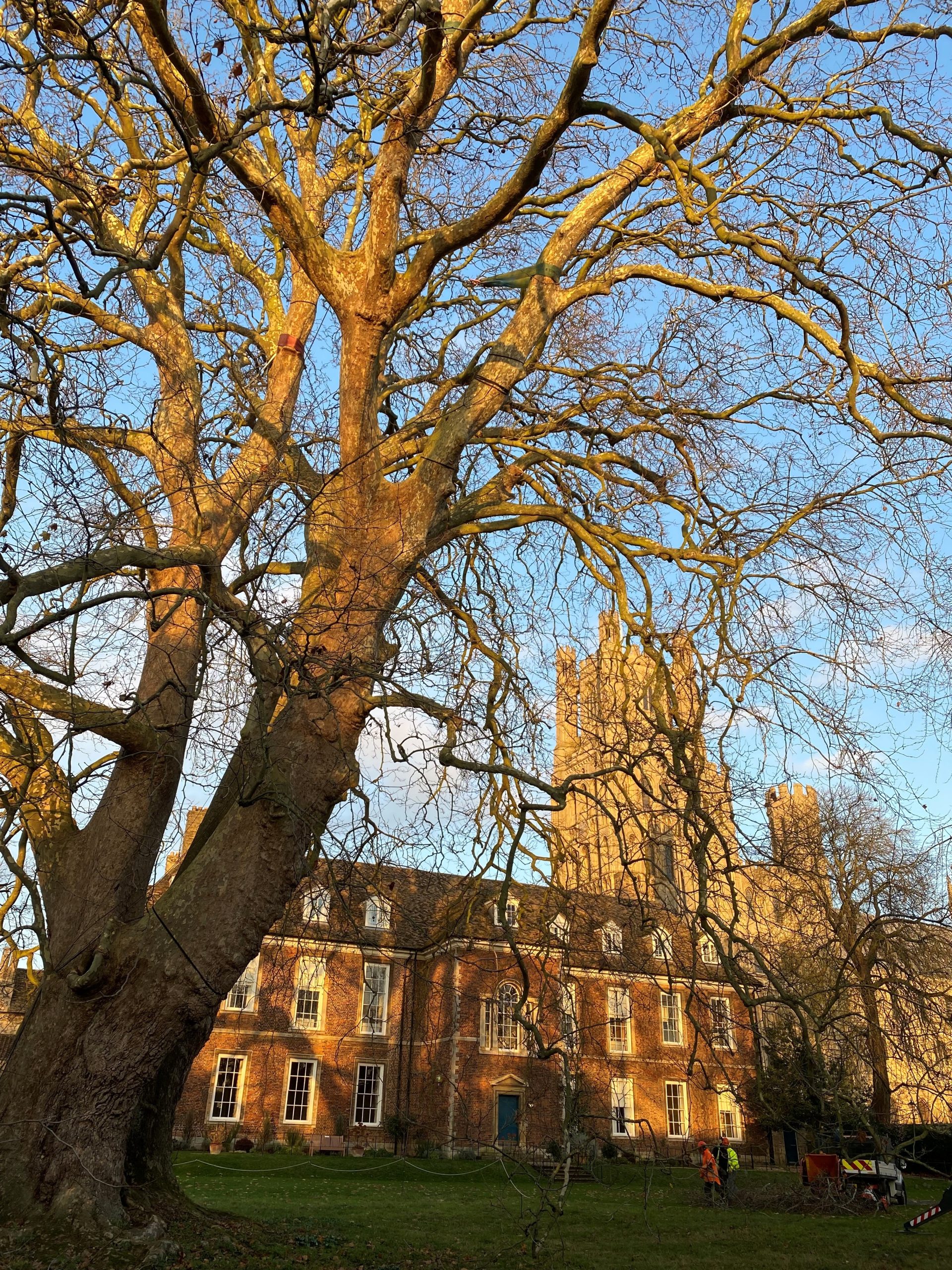 Ely London Plane Dusk photo