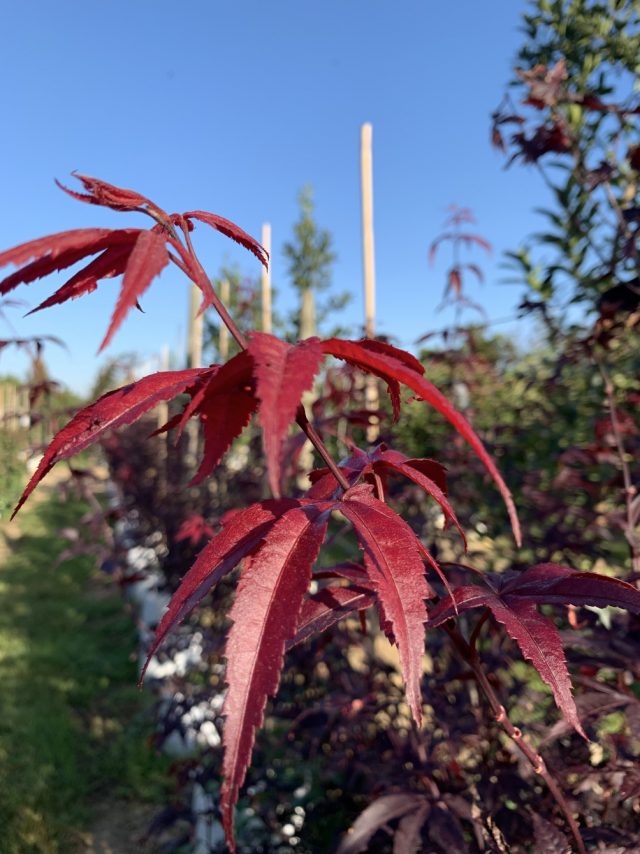 Purple red leaves of Acer palmatum Red Emperor in detail