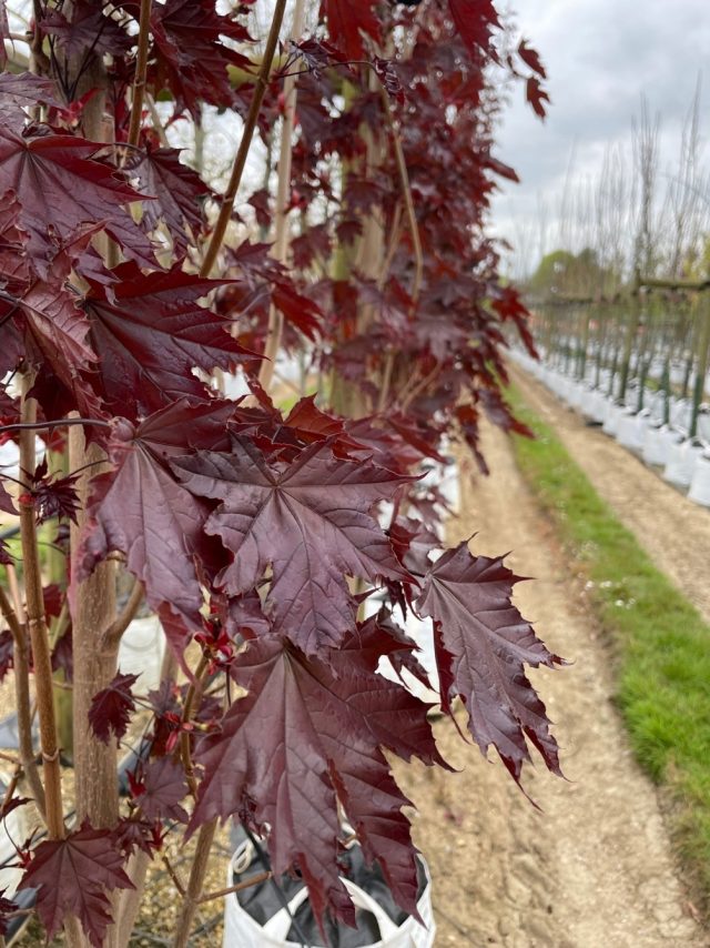 Acer platanoides Crimson Sentry leaves close up
