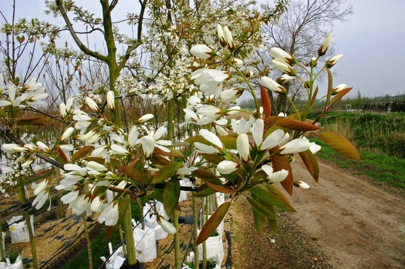 Amelanchier Ballerina white blossom