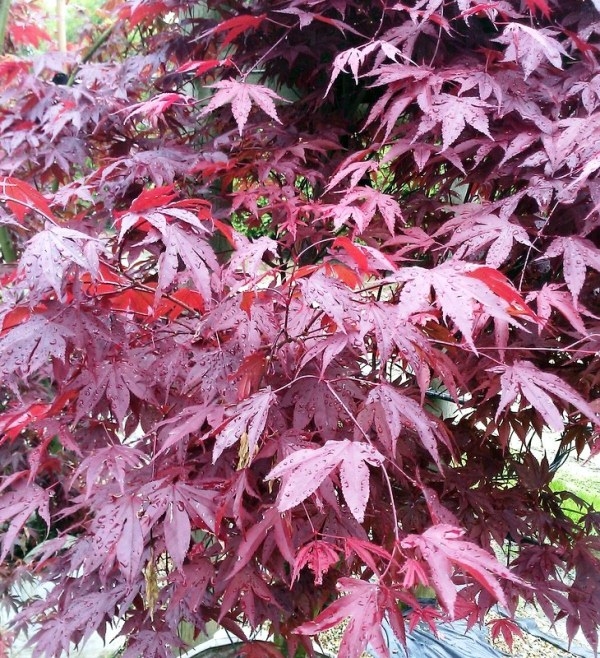 Bloodgood Japanese Maple, featuring purple red leaves