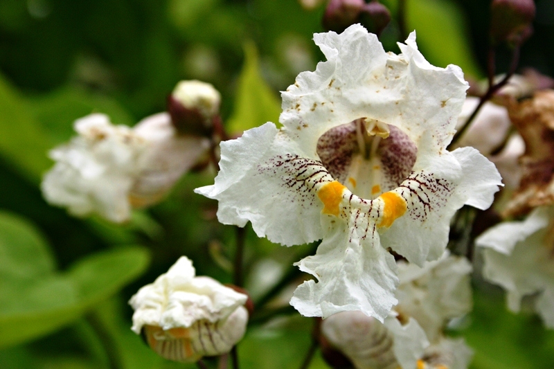 Catalpa bignonioides white flowers