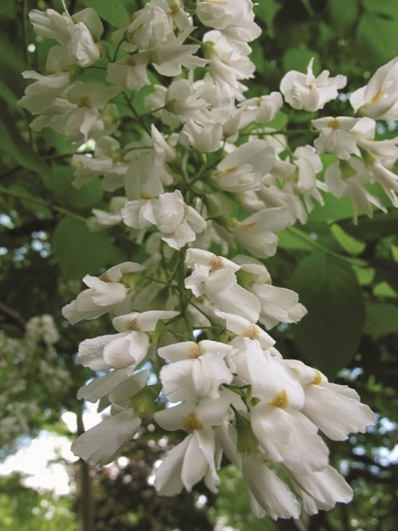 Cladrastis kentukea clustered white flowers