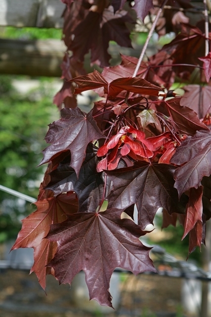 Purple red leaves of Crimson King Maple in detail