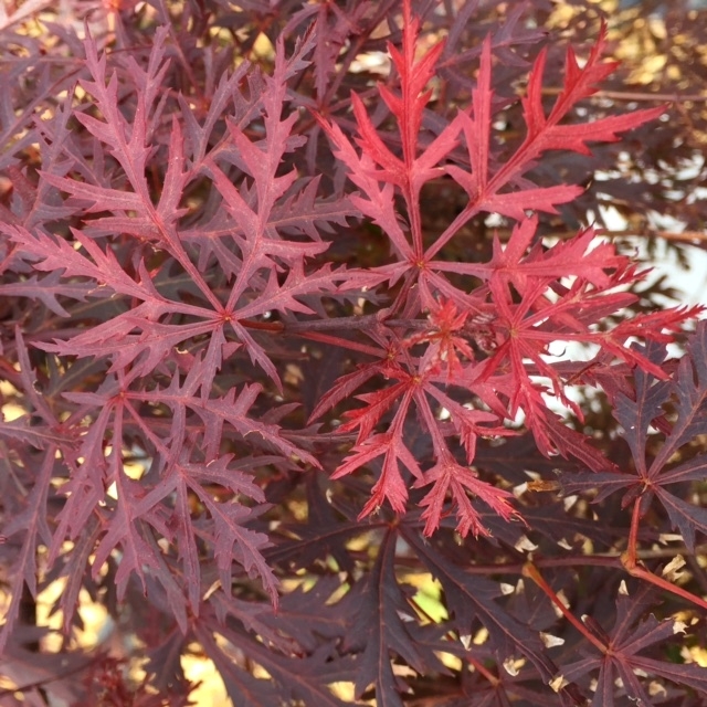 Red leaves of Dissectum Garnet Japanese Maple