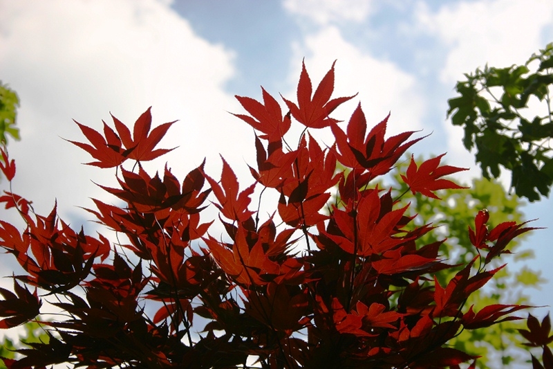 Fireglow Japanese Maple with purple red leaves