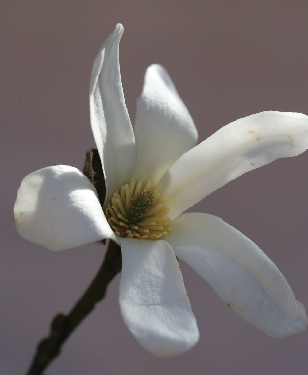 Magnolia Kobus white flower in detail