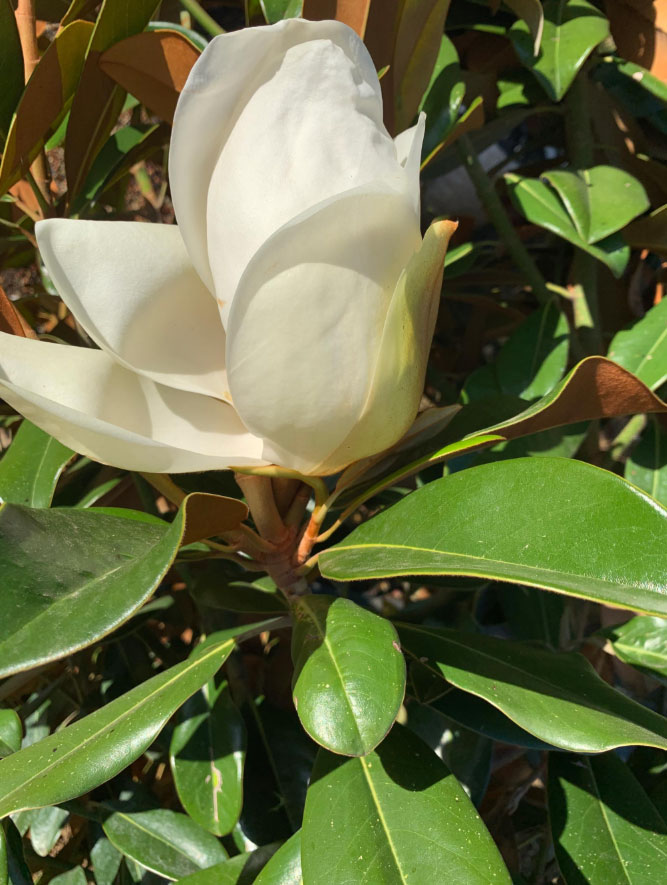 Magnolia grandiflora Praecox white flower