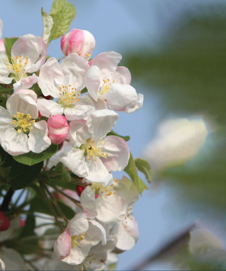 Malus 'Evereste' profuse white blossoms