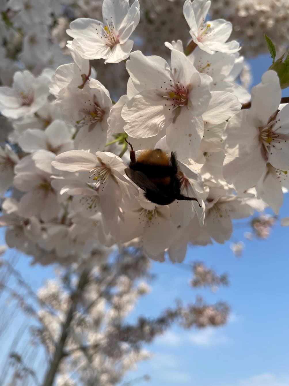 Prunus Yedoensis profuse white flower clusters