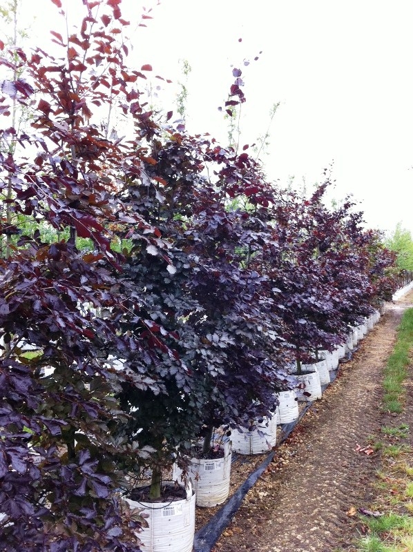 Purple Beech trees