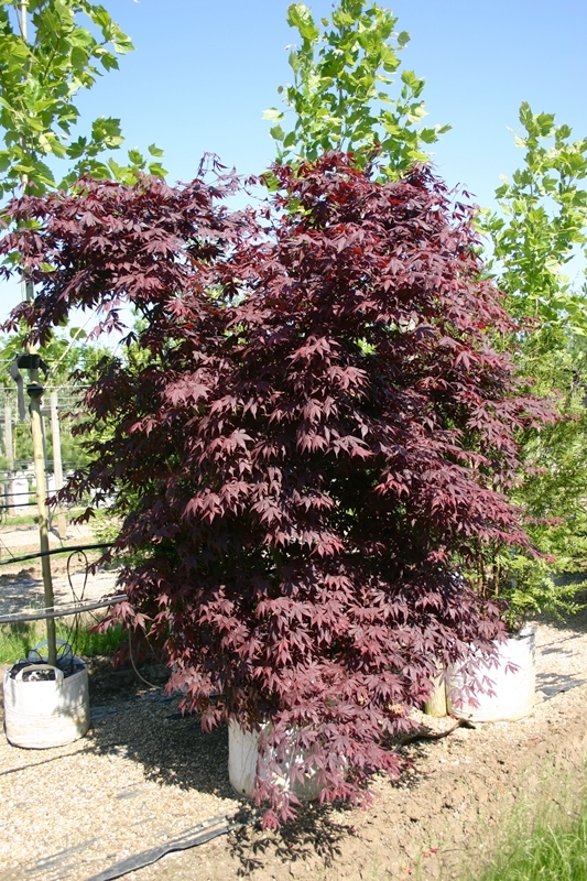 Purple Japanese Maple