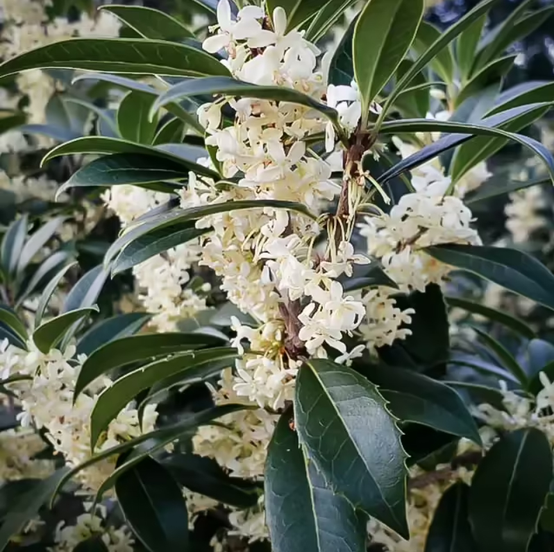 Osmanthus white flowers