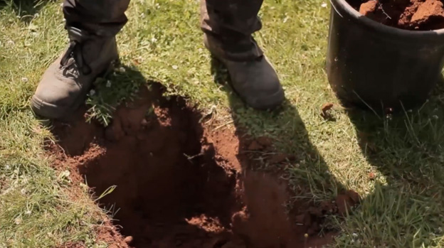 Digging a tree hole